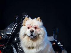-超宠爱宠物摄影-Super pet