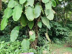 -中国科学院西双版纳热带植物园