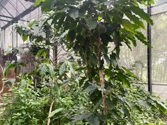 -MUSEO COFFEE咖啡博物馆