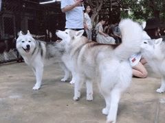-TrueLove @ Neverland (Husky Cafe)