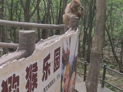 -内乡宝天曼生态旅游区