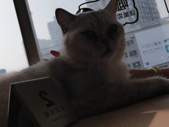 -藏猫猫咖啡主题馆(中央大道店)