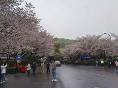 -武汉大学-樱园