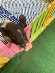 -萌宠亲子动物乐园(槐房万达店)