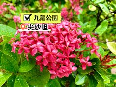-九龙公园
