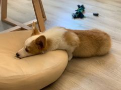 -浣熊柯尔鸭土拨鼠·电玩咖