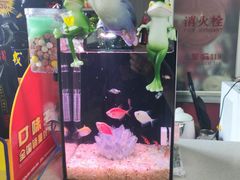 -中环花鸟鱼虫市场