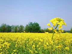 -汉长安城未央宫国家考古遗址公园