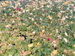 -铜锣湾国际购物中心