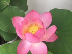 -龙大花卉苗木市场