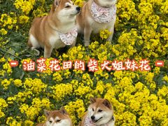 -三圣花乡旅游区