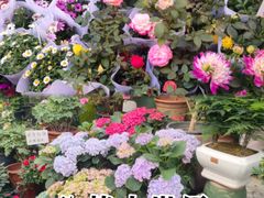 -苏州市皮市街花鸟工艺品市场