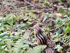 -五营红松林海景区