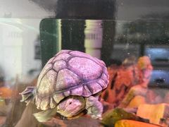 -灵龟之家百象馆(百象馆联合旗舰店)