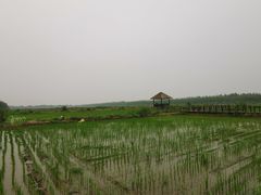 -西青郊野公园