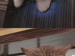 -more than meow吴止猫主题餐厅(承德 中船汇店)