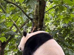 -都江堰中华大熊猫苑