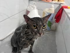 -宠颐生猫科·内科皮肤科(西平世纪城店)