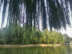 -团结湖公园