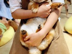 -逗柴咖啡屋·狗咖猫咖宠物桌游