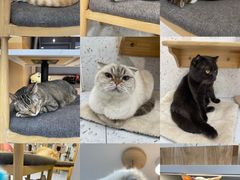 -喵园·猫主题咖啡厅·撸猫·猫咖(国贸店)