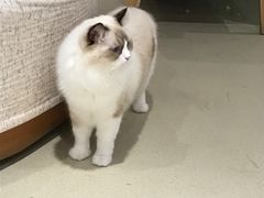 -藏猫猫咖啡主题馆(中央大道店)