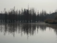 -白鹭湾湿地公园