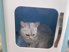 -糯米喵星人总部直营旗舰店·猫舍·幼猫出售