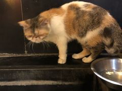 -more than meow吴止猫主题餐厅(承德 中船汇店)