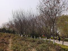 -西安青龙寺遗址景区