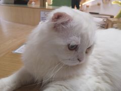 -猫和宫(六道口店)