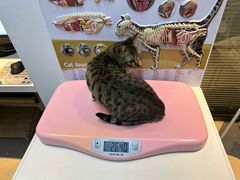 -御宝贝·A梦猫科宠物医院(国际猫友好医院)