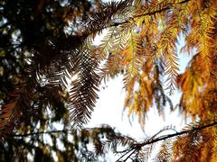 -上海海湾国家森林公园