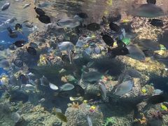 -沙沙哗啦海洋馆(华宇百花谷店)