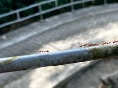 -新加坡总统府