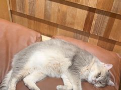-MOCHA明星猫咖(田子坊店)