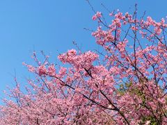 -顾村公园