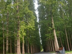 -东平国家森林公园