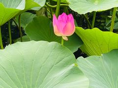 -长春市南湖公园