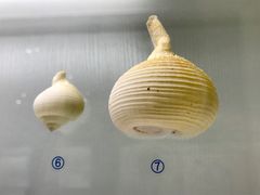 -青岛贝壳博物馆