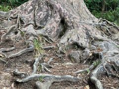 -海南热带雨林国家公园吊罗山景区