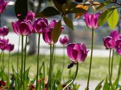 -玄武湖景区-情侣园游乐场