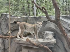 -青藏高原野生动物园