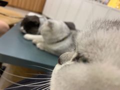 -瑞鹏宠物医院·骨科·猫科·内科(第一中心)