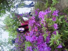 -梧桐山风景名胜区