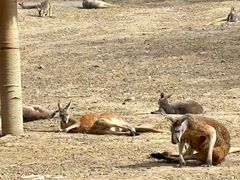 -新疆天山野生动物园