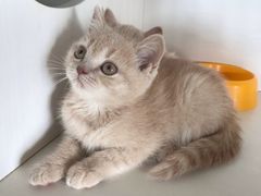 -东方名猫馆·英短金渐层布偶猫舍(环线广场1号楼店)