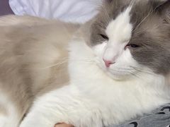 -猫十亿·布偶金渐层·曼基康矮脚猫舍(青年路店)