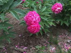 -长春公园(普阳街道)