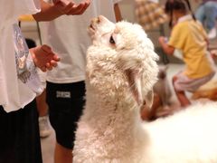 -Heymao猫咖.咖啡厅(东门店)